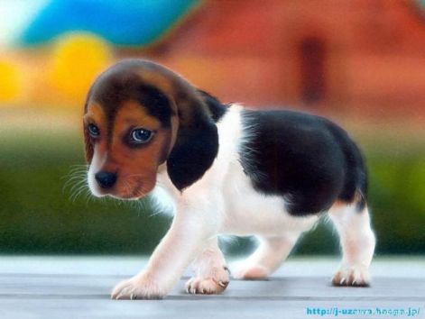 beagle-puppy_3_772x579.jpg